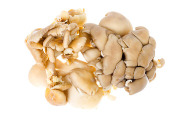 Bunch of fresh raw oyster mushrooms isolated on white background