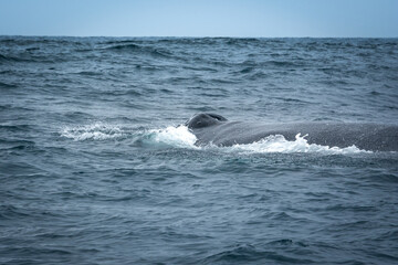 Obraz premium Humpback Whale in Machalilla National Park, Ecuador