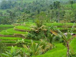Fototapeta na wymiar The emerald green rice terraces in the countryside of Bali, Indonesia