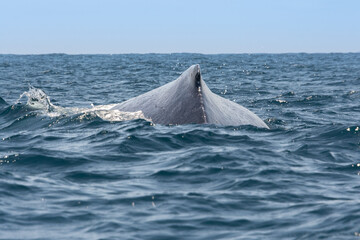 Humpback whale sailing in Machalilla National Park, Ecuador	