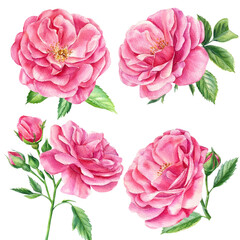 Pink roses, leaves and buds on a white background, watercolor botanical painting