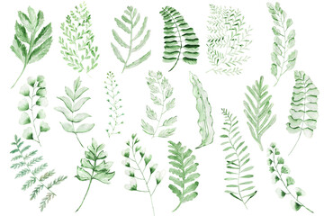 Leaves fern watercolor. Set of green branches on a white background.