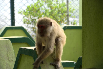 wild life in sudarbon, biggest delta in world