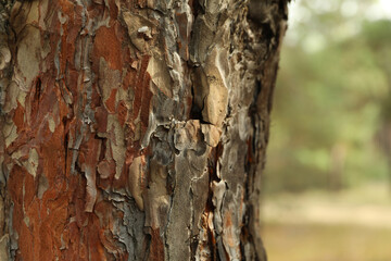 Pine tree bark, space for text and selective focus