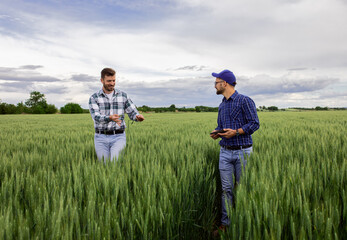 Naklejka na ściany i meble Two farmers standing in green wheat field examining crop.