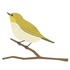Japanese white eye, bird vector illustration