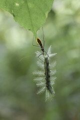 Close Up of Caterpillars