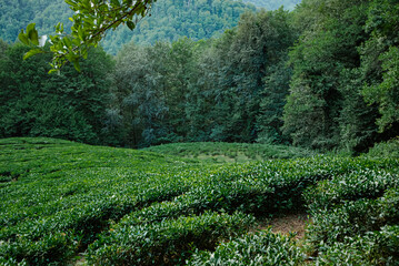 Fototapeta na wymiar Tea Leaves Plantation The northernmost tea in the world grows in the mountains of Sochi Russia Green background