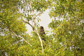 wild life in sudarbon, biggest delta in world
