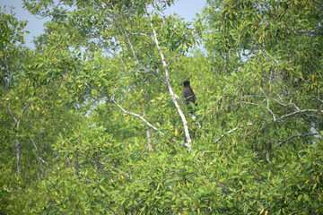 wild life in sudarbon, biggest delta in world