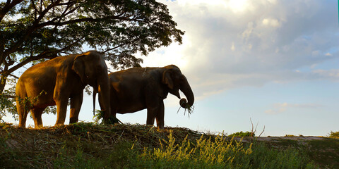 Fototapeta na wymiar elephant under a tree in the savannah