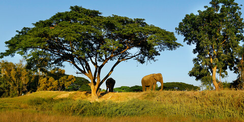 elephant under a tree in the savannah