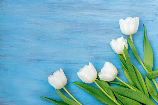 White tulip flowers on blue wooden surface