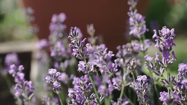 Bumble Bee Landing On Lavender. Lavender flowers close-up.
