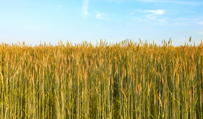 Grain field on a beautiful sunny day.