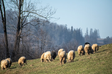 Winter coated sheep grazing on a hill in a mountainous region of Zakopane, Poland. Sheep herding traditions are still alive in the region. Selective focus on the animals, blurred background.