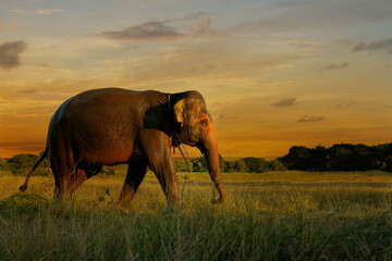 shape of elephant walking in the savannah during sunset