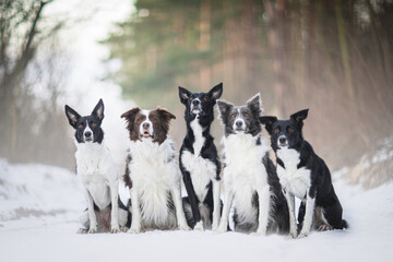 Five border collies dog breed 