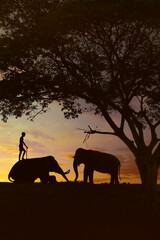 Fototapeta na wymiar shape of elephant under a tree during sunset 
