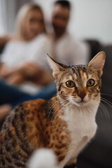 Small brown, white and ginger color cat looking in front of the camera, couple on the background