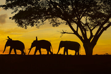 Fototapeta na wymiar shape of elephant under a tree during sunset 
