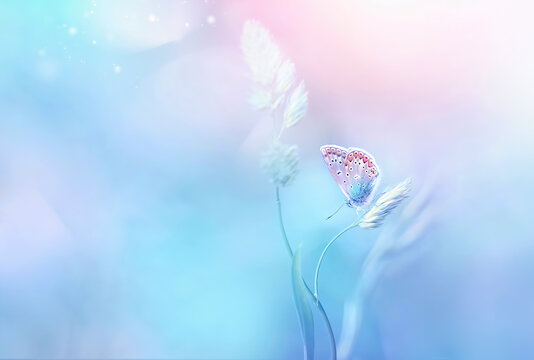Gentle natural background in light pastel blue pink colors. Beautiful butterfly on blade of grass in nature.  Airy soft romantic  dreamy artistic spring  image.
