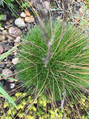 grass in the garden