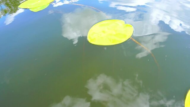 Boat sailing through the leaves of lilies at the lake in slow motion.
