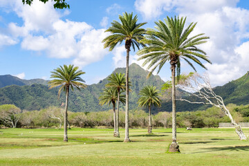 Fototapeta premium Palm trees at Kualoa Rach Park. The grass is very green this time of the year. 