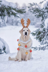 sobaka s yelochnymi ukrasheniyami i olen'imi rogami sidit v zimnem snegu
68 / 5000
Результаты перевода
dog with Christmas decorations and antlers sitting in the winter snow 