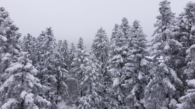 Drone shot or footage of evergreen forest on winter day during big snowfall. Beautiful natural wonder, quiet place for tourism. Exploration and travel destination