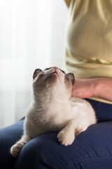 The woman caresses a small Siamese kitten. Siamese white kitten sitting in the woman's arms. Beloved cat. Image for veterinary clinics. Domestic life. Inner life.