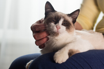 The woman caresses a small Siamese kitten. Siamese white kitten sitting in the woman's arms....