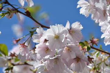 Cute sakura flowers in the park