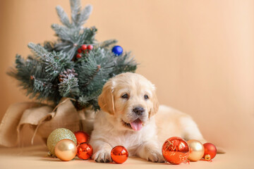 Golden retriever puppy with new year toys and new year tree