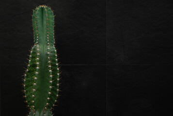Naklejka premium Cactus on a black background.