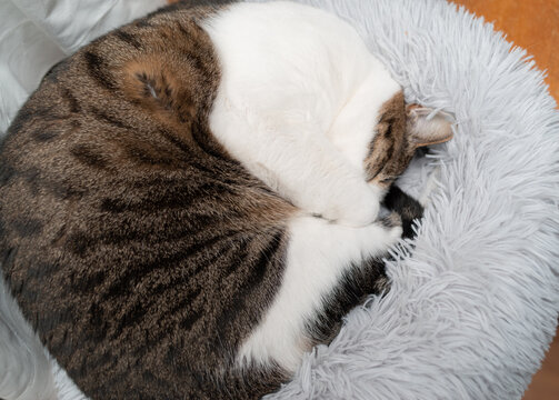 丸まって眠る猫　キジトラ猫