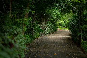 The pathway in the garden in Bangkok, selective focus.