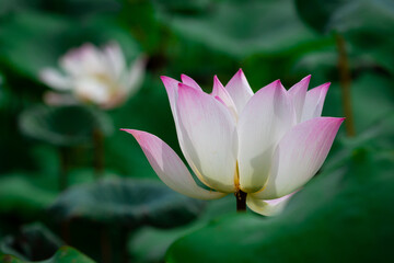 Indian Lotus flowers blooming naturally in the pond. Lotus flowers in natural colors, white and green petals with pink petals. 