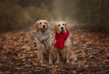 autumn photography with 2  golden retriever dogs staying in the leaves with  scarfs. Dog in leaves. Autumn dog photography.