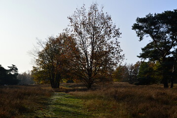 Herbst in der Tietlinger Heide, Niedersachsen