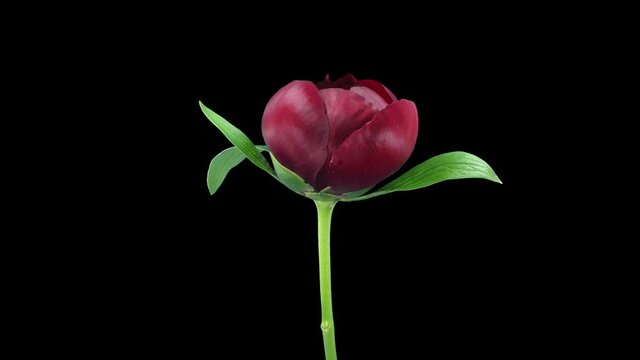 Time-lapse of opening red peony (Paeonia) flower 5x3 in RGB + ALPHA matte format isolated on black background
