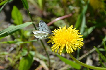 Butterfly on a yellow flower