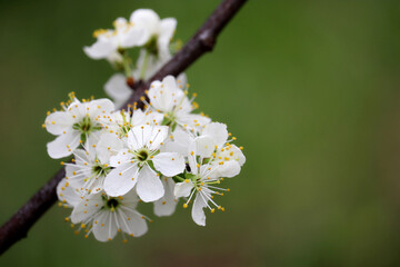Obraz premium Cherry blossom in spring on blurred green background. White flowers on a branch in a garden, soft colors
