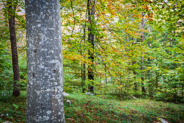 Autumn emotions in the Val d'Arzino. Magical Friuli.