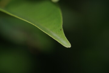 Pointy green leaf with blurry background. 