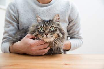 猫と生活、長毛種、ノルウェージャン
自宅のペット