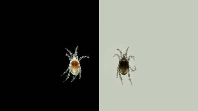 Acari(mite) living in water under a microscope, the superfamily Halacaroidea, the order Trombidiformes. Sample found in the Volga River