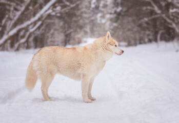 Obraz premium Winter photography of Siberian Husky dog staying on the road. Pet portrait of a dog in winter day.