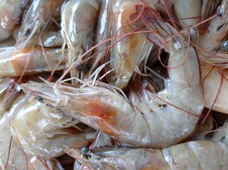 fresh shrimp on ice